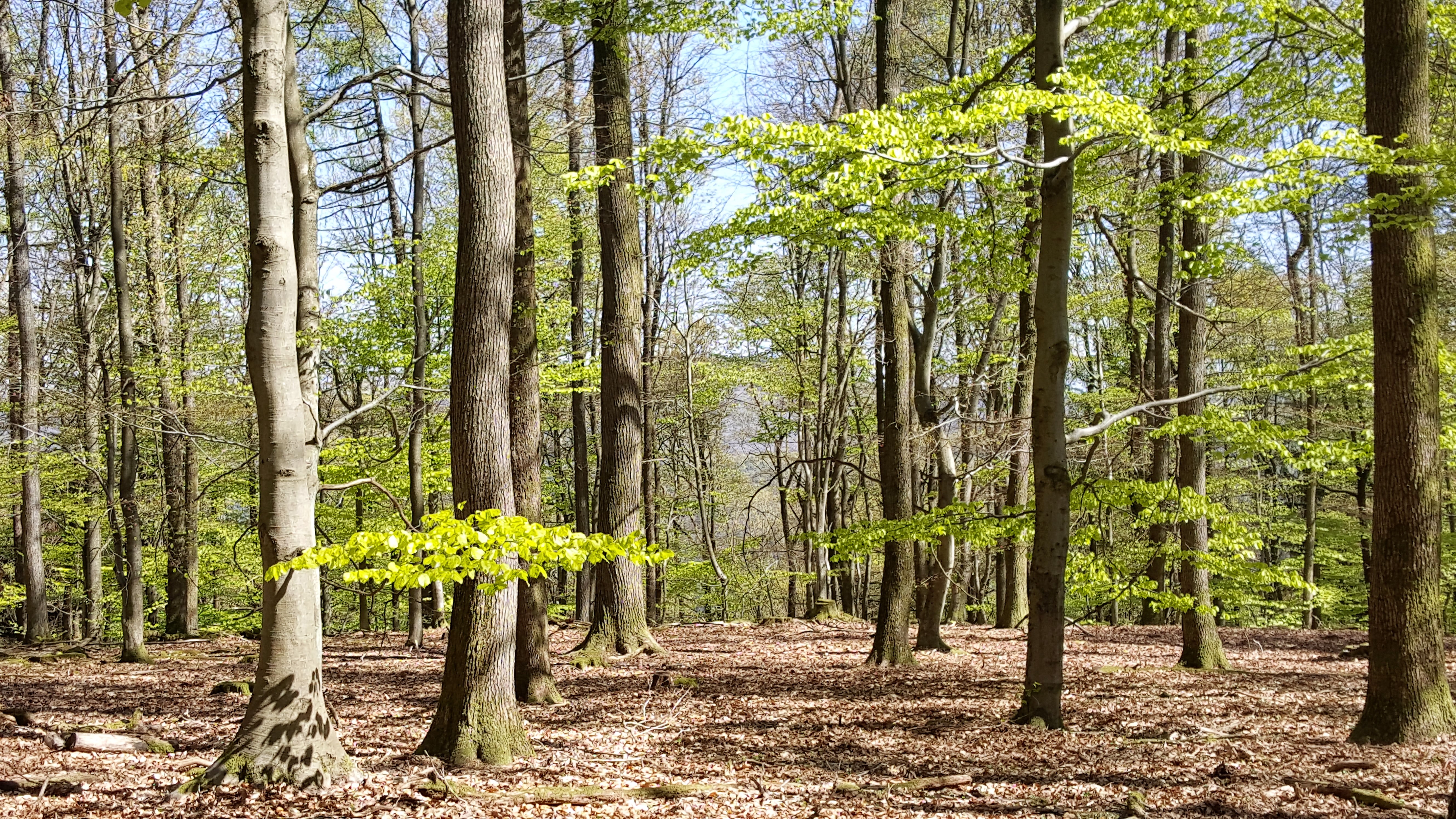 Vosges du nord Paysage Reconquis
