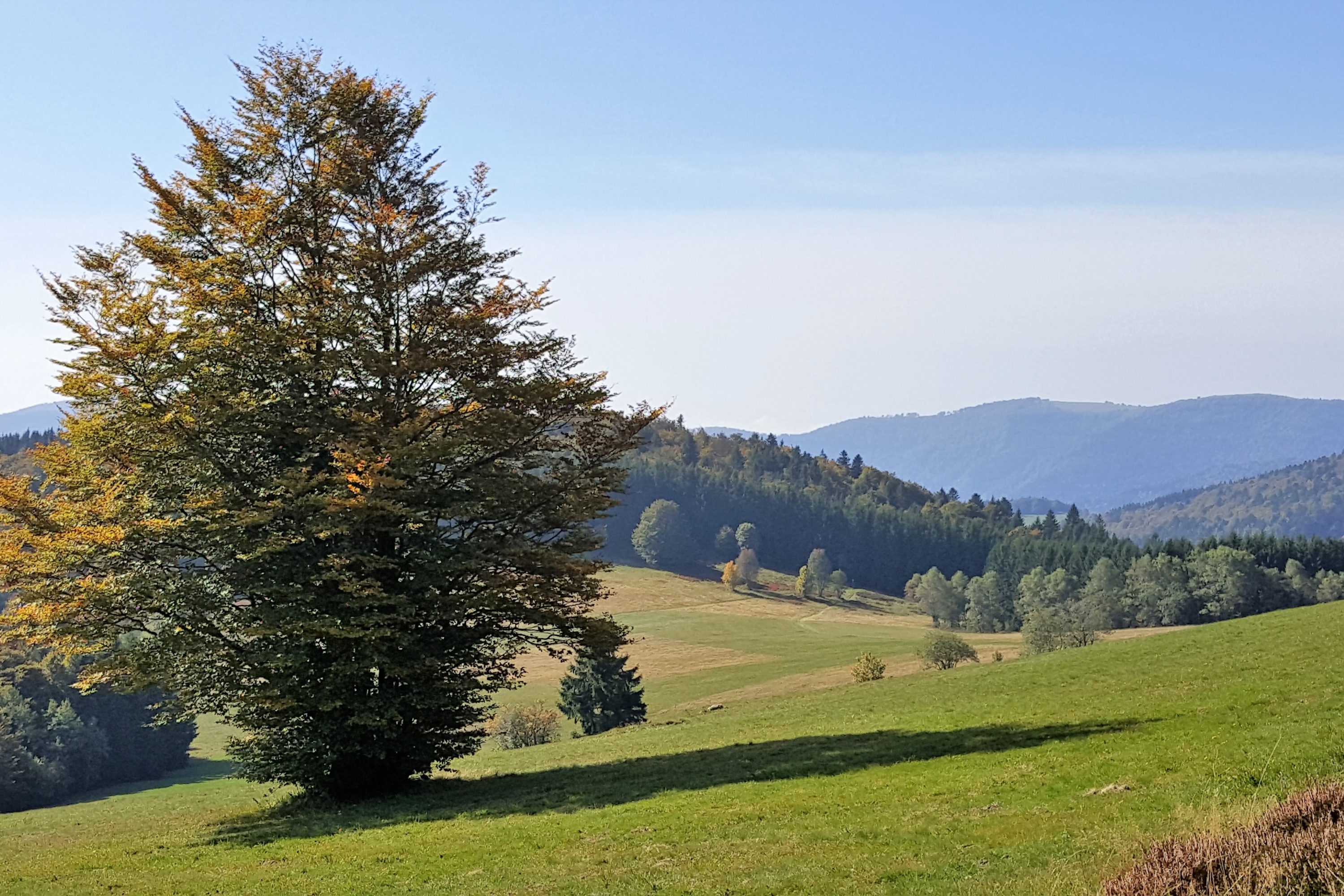 vosges-du-sud-paysagesreconquis vosges-du-sud-paysagesreconquis