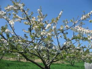 Paysages des communes de Chaussan et de Saint-Sorlin