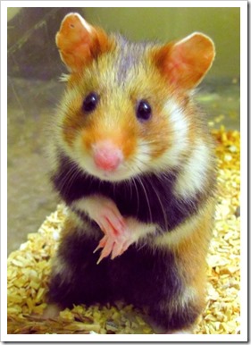 grand_hamster-514x720